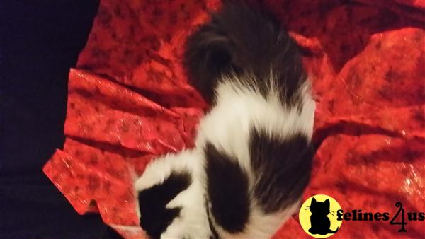 Nanafurbaby Picture 3